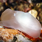  Galeommatidae 01